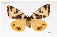 藏品(後黃斜帶毒蛾)的圖片